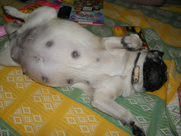 Самое прекрасное состояние любой женщины...даже мопсоженщины))))