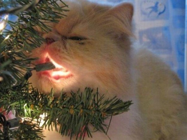 Много, много, много фото-приколов