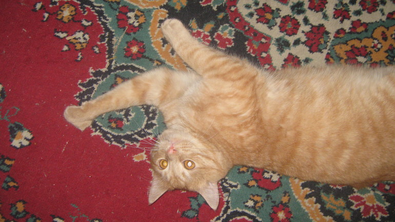 Кошки-мышки