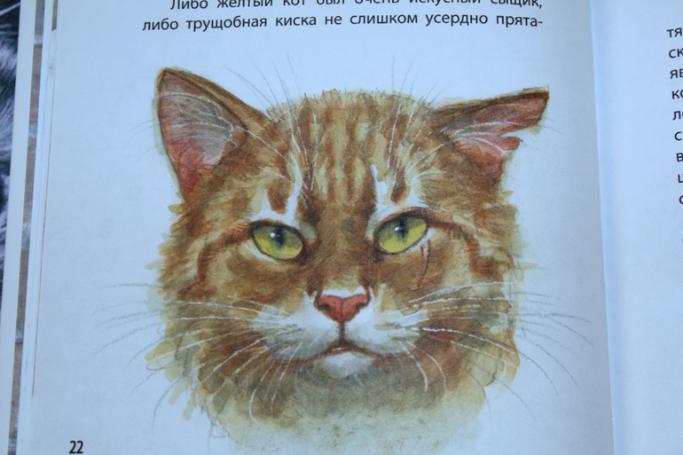 Рассказчик часто рисует мир как бы глазами королевской аналостанки каким видит мир кошка приведите