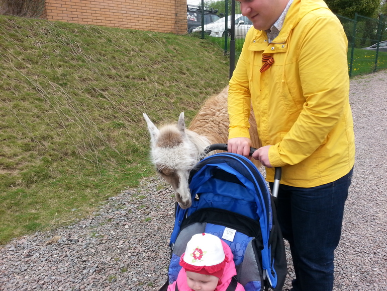 Контактный зоопарк ЖК Золотые ключи 2