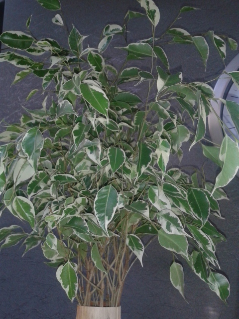 Подскажике, какой это фикус)))