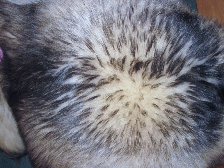 О мехе и меховых помпонах