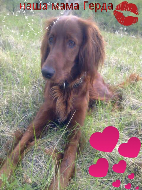 немец и сеттер,моя любовь!!!