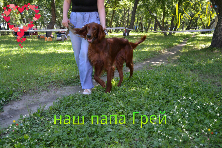 немец и сеттер,моя любовь!!!