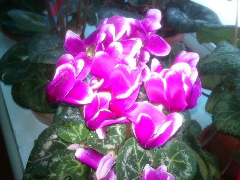 красивые цикломены