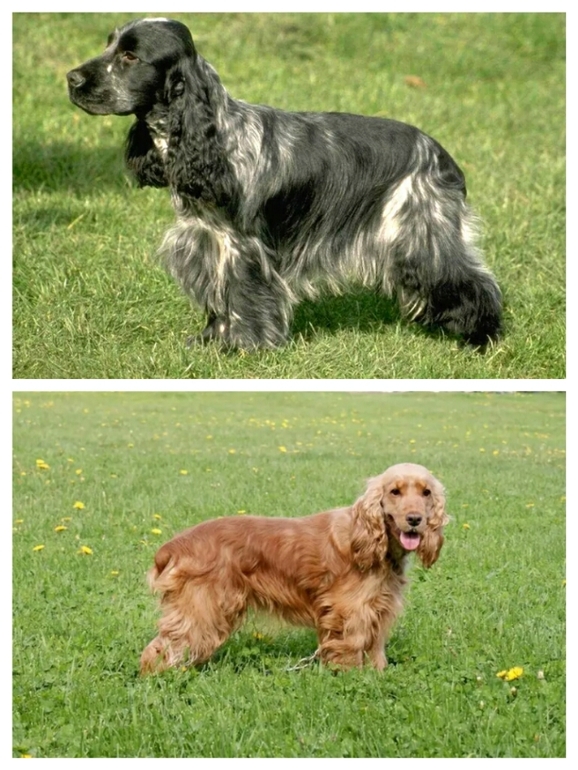 английский кокер-спаниель