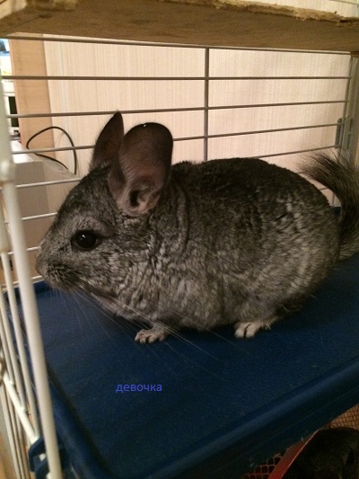 Две Шиншиллы