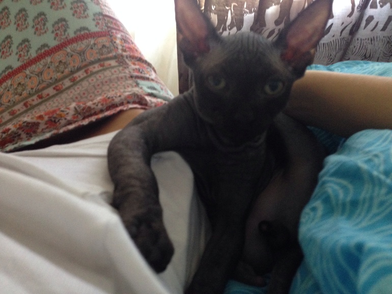 Лысый Максим