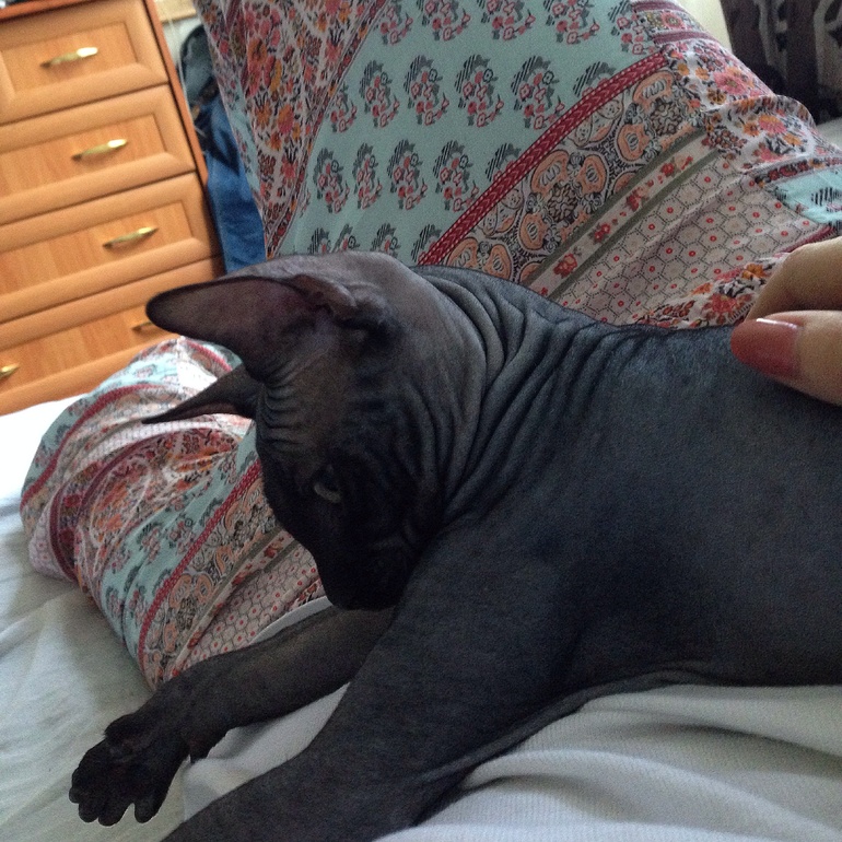 Лысый Максим