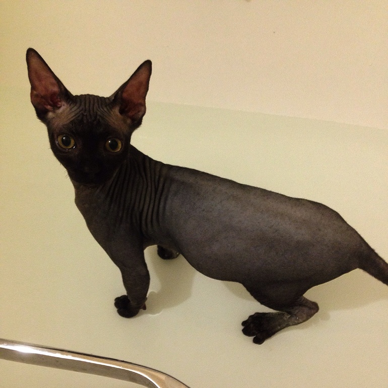 Лысый Максим