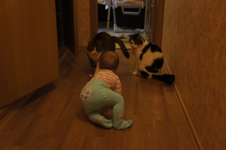 Кошки и ребенок