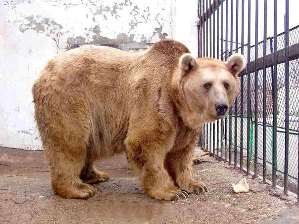 Может есть желающие помочь зоопарку г. Харьков?