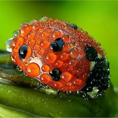 Утащила!!! На удачу!!!