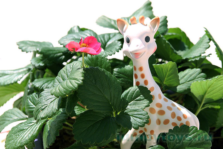 Жирафик Софи & Co от Vulli