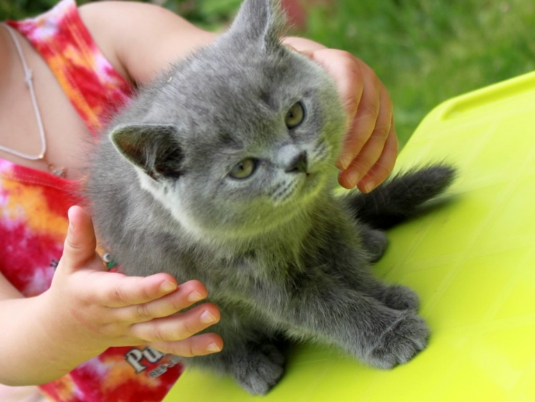 Котик, маленький мужичок:) 3500