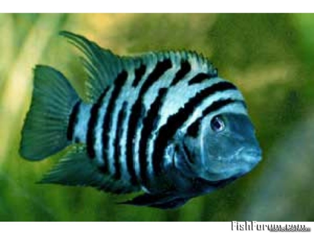 Отдам хромиса.