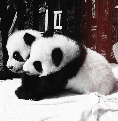 1f214e7be544c43c620f7299a11465b3.gif