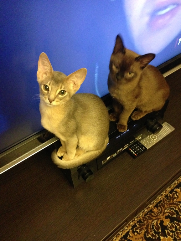 Наша первая выставка!