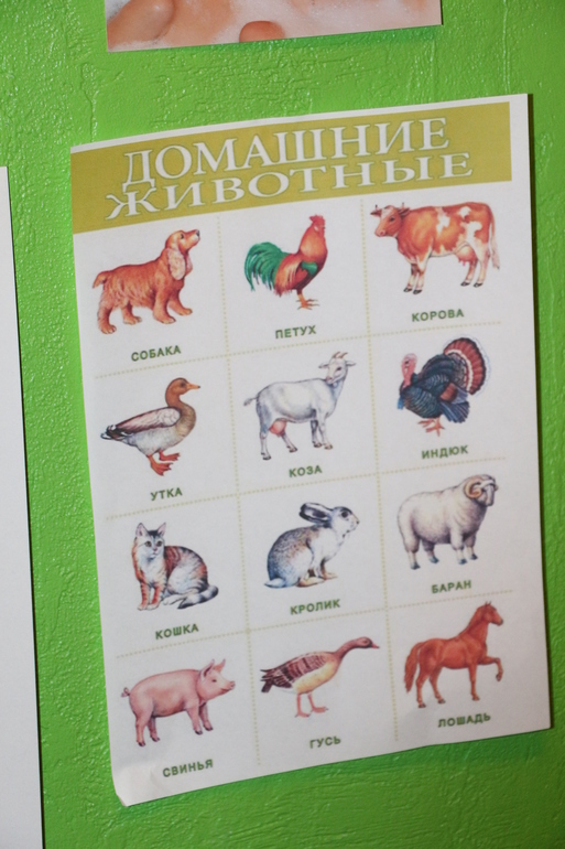 Отчет Курица, петух, цыпленок