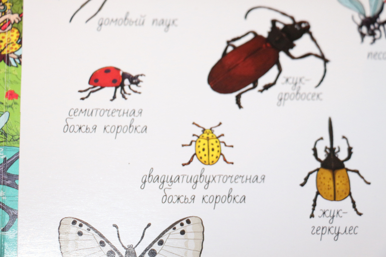 Отчет Божья коровка
