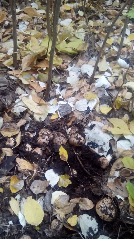 Свистеть всегда, свистеть на всех.