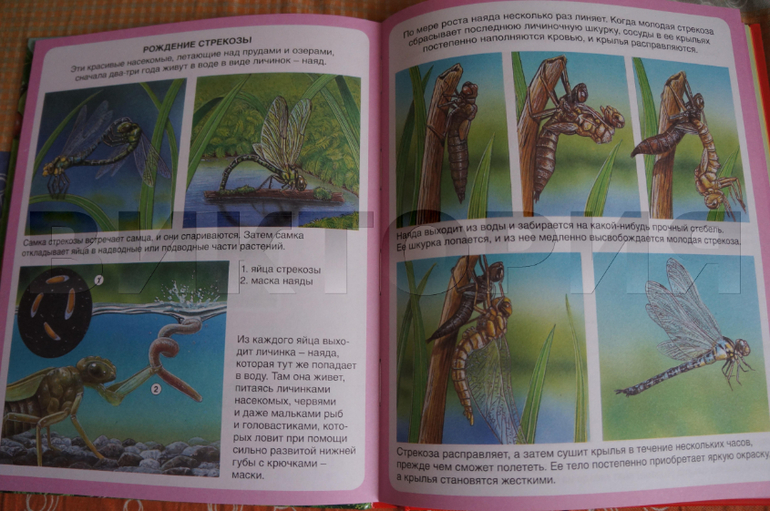 лесная энциклопедия от Махаона