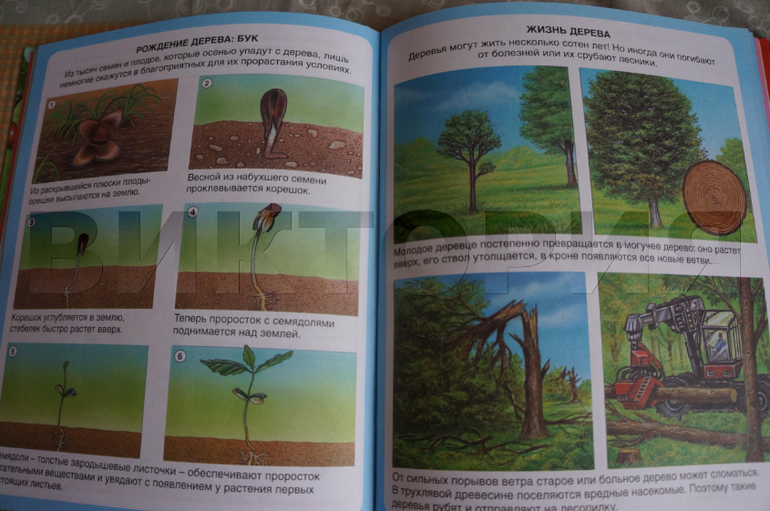 лесная энциклопедия от Махаона