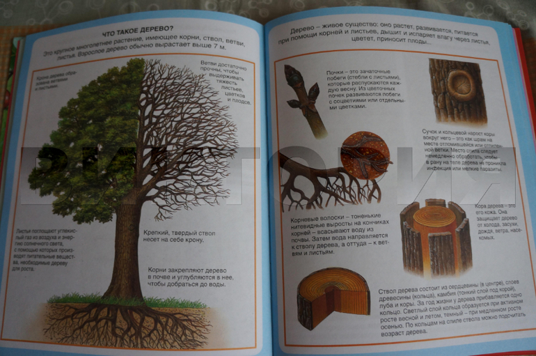 лесная энциклопедия от Махаона