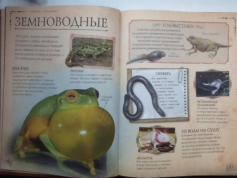 Ну очень классная книжка!!!(Новинка от Clever)