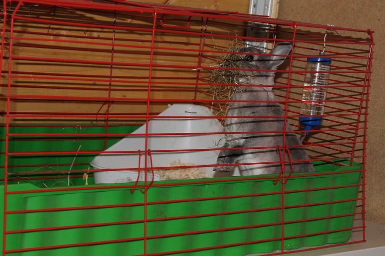 Кроля такая милая.....