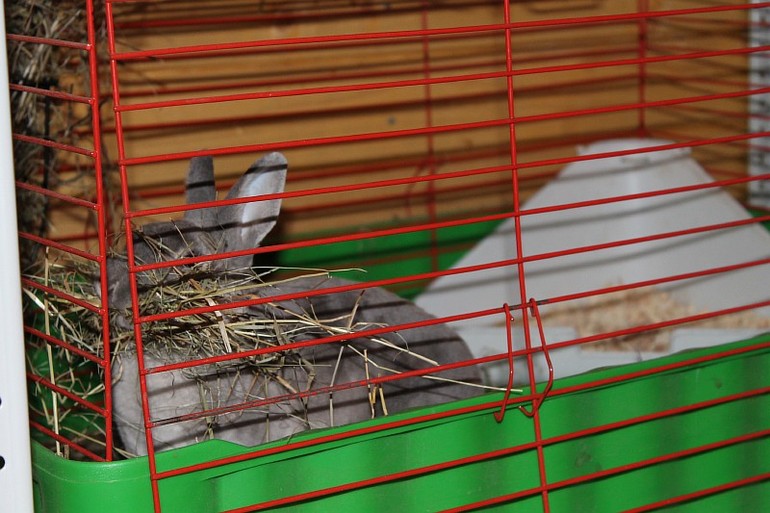 Кроля такая милая.....