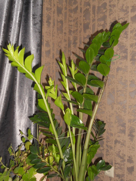 Вот это скорее всего и есть моё хобби