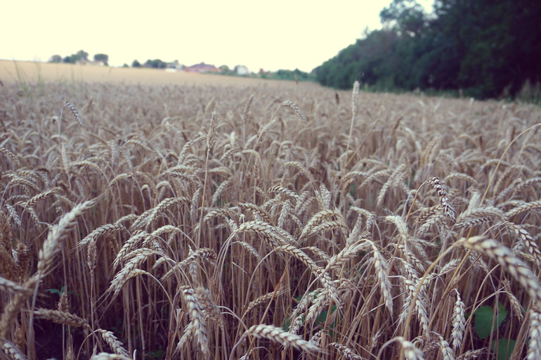 Что у нас за домом?)